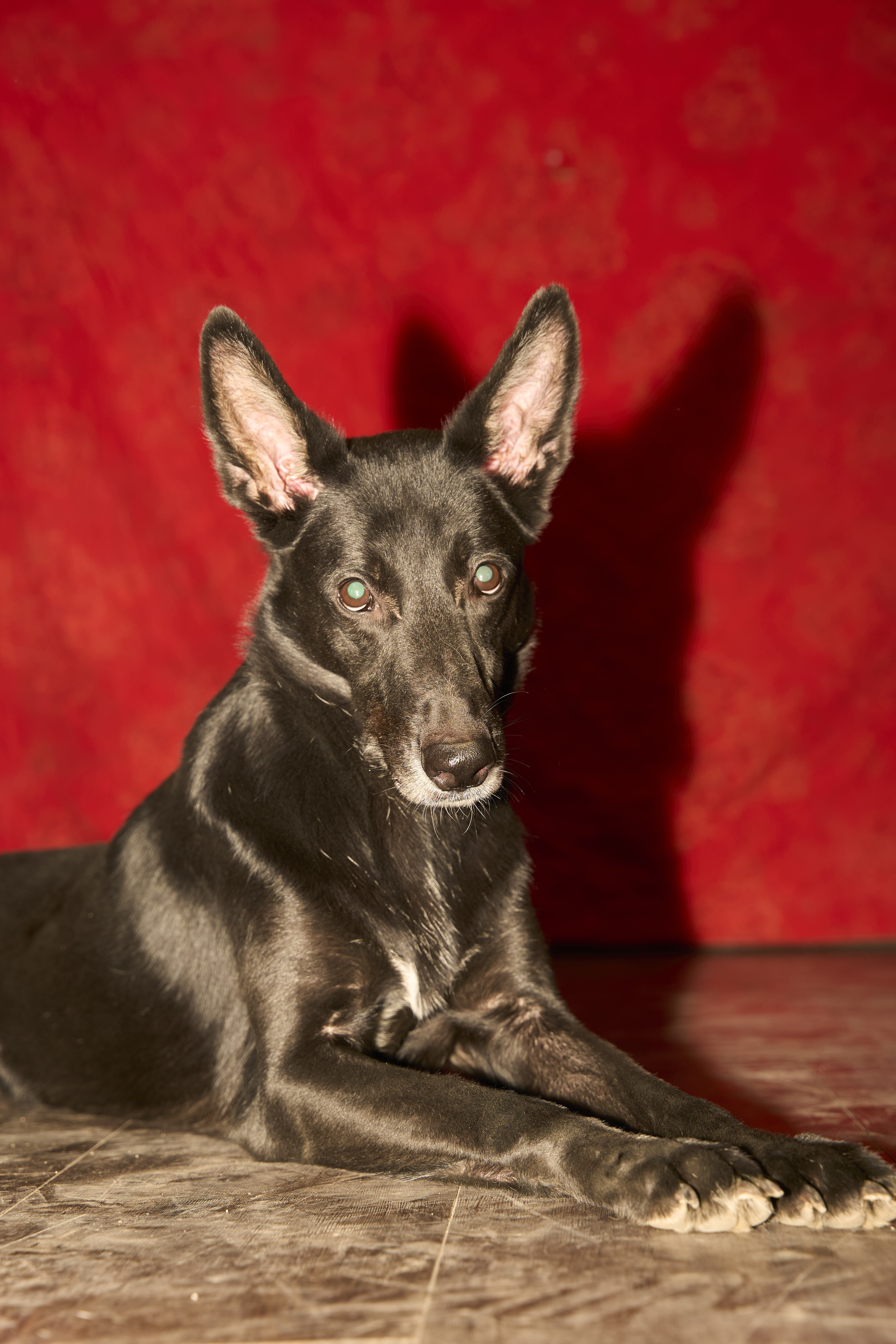Enzo-Pic